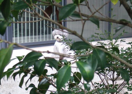 内緒で撮られちゃった