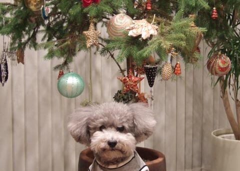クリスマスツリー飾ったヨ♪