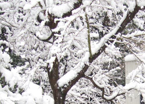 今日は大雪です。