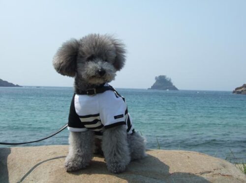 海辺にて