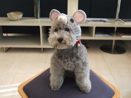 明けましておめでとうございます