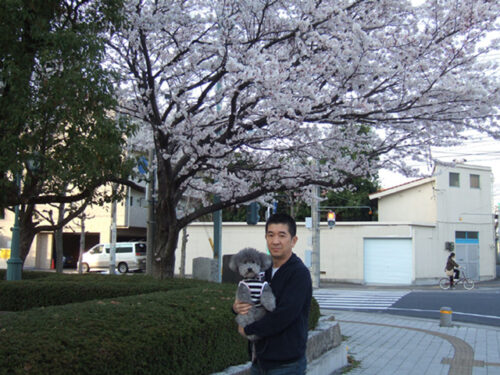 桜満開･:*:･ﾟ☆