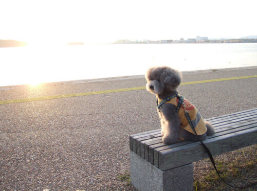 錦公園
