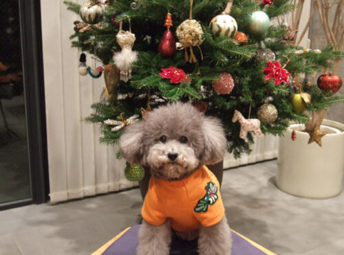 ヒャッホー！！　Ｘ'masツリー