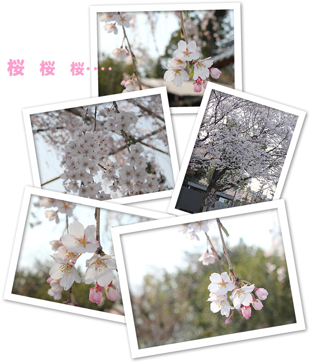 今日は、お花見だよ♪