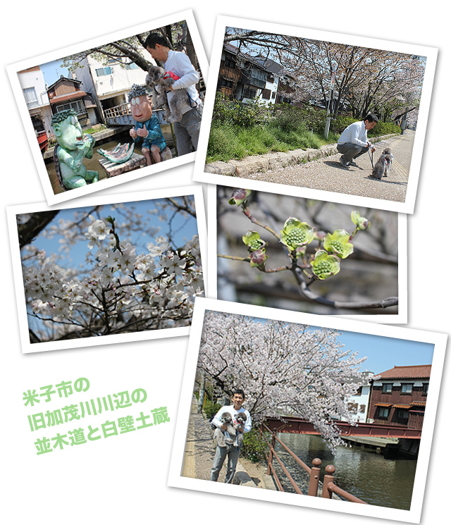 桜満開!!