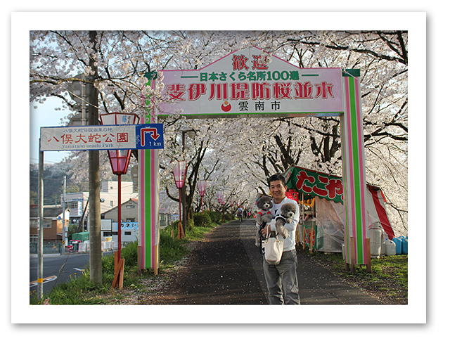 斐伊川堤防の桜並木