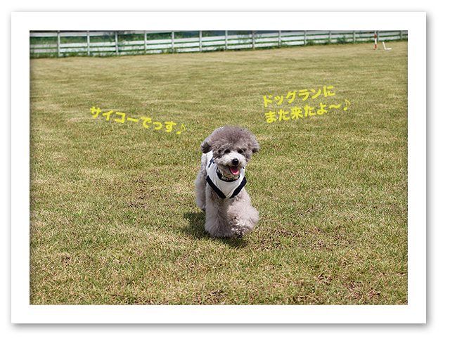 またまたドッグラン♪