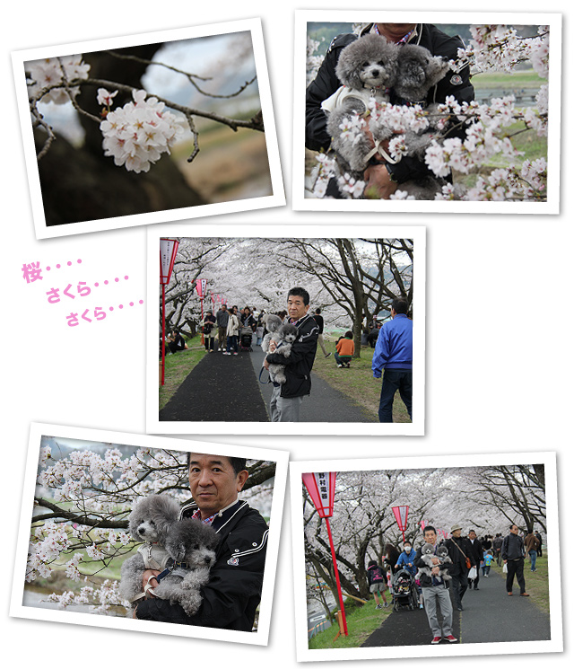 「弾丸桜ツアー」スタート!!