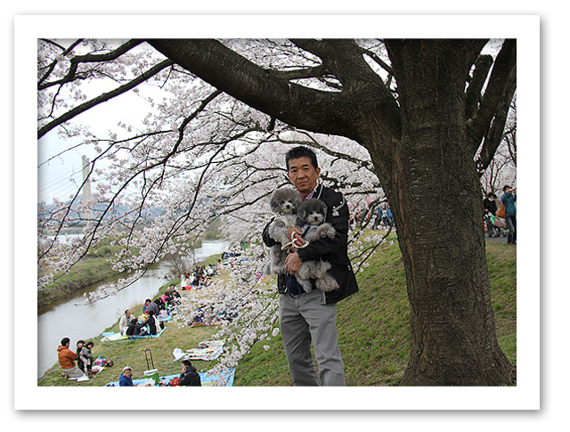 斐伊川堤防の桜並木♪