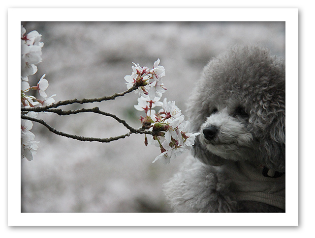 アルのお花見