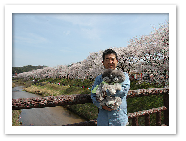 「弾丸桜ツアー」再度決行〜!!