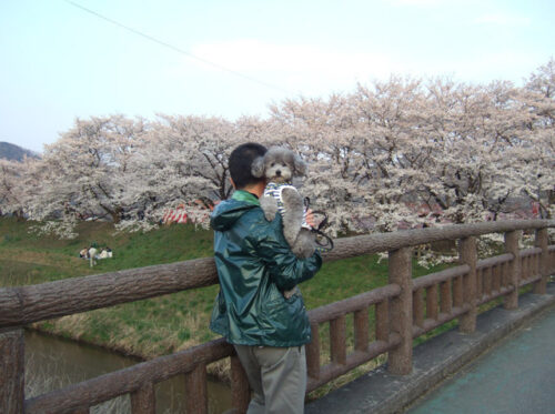 桜満開