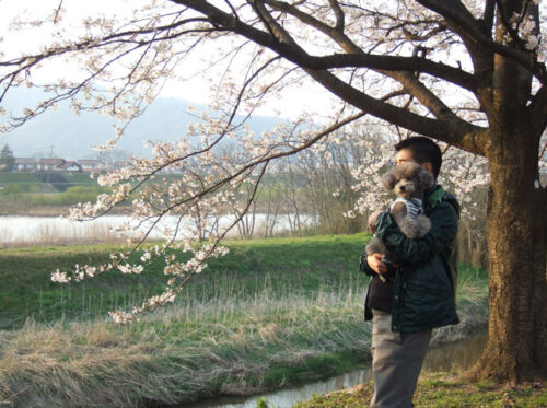 桜まつり