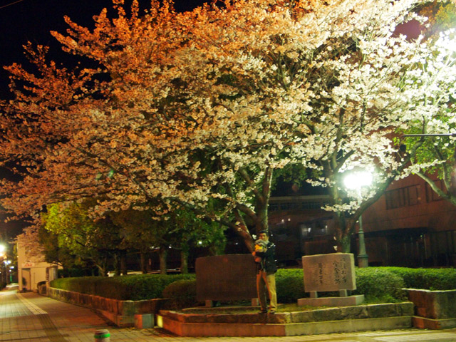 夜桜とボク