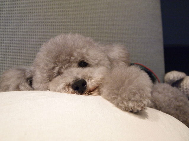 寝てたのに (≧ヘ≦)