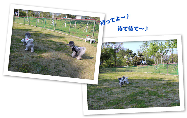 run! run! run!