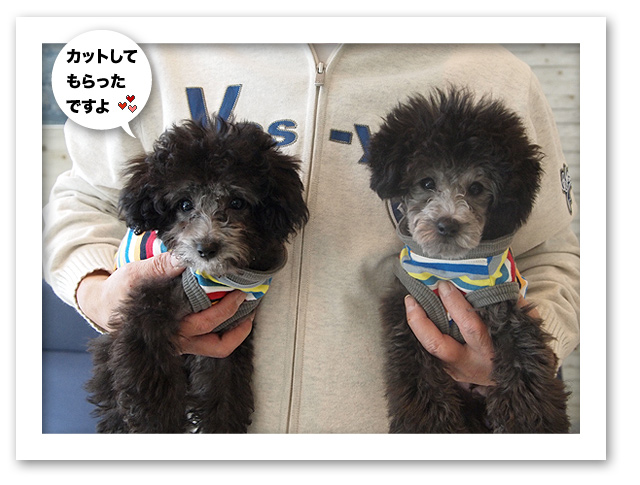 初めてのトリミング