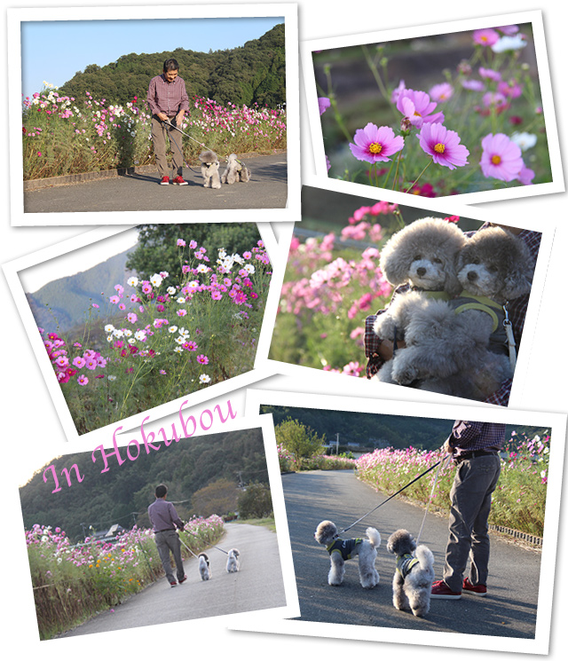 秋桜♪