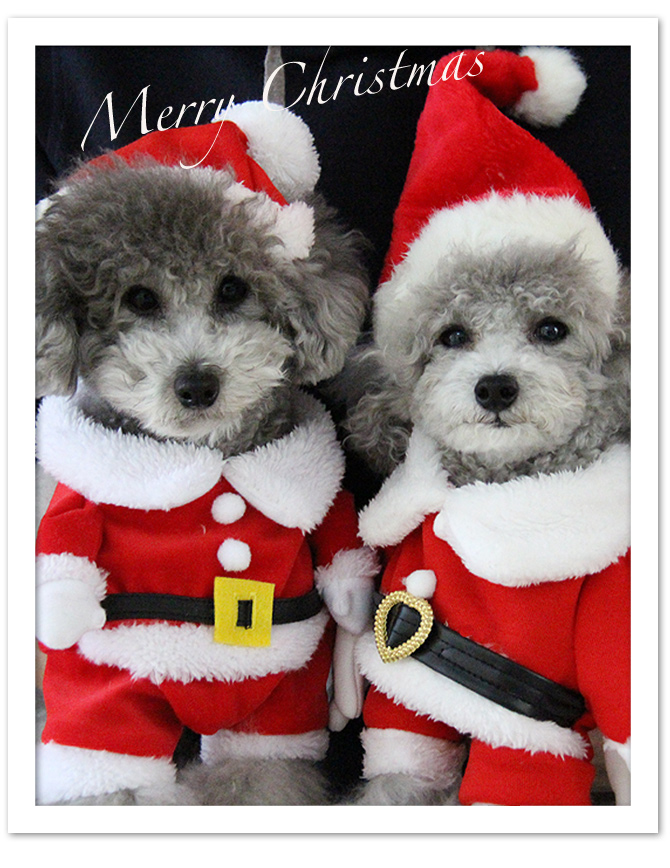 Merry Christmas ♫