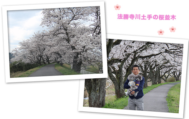 「弾丸桜ツアー」スタート！！