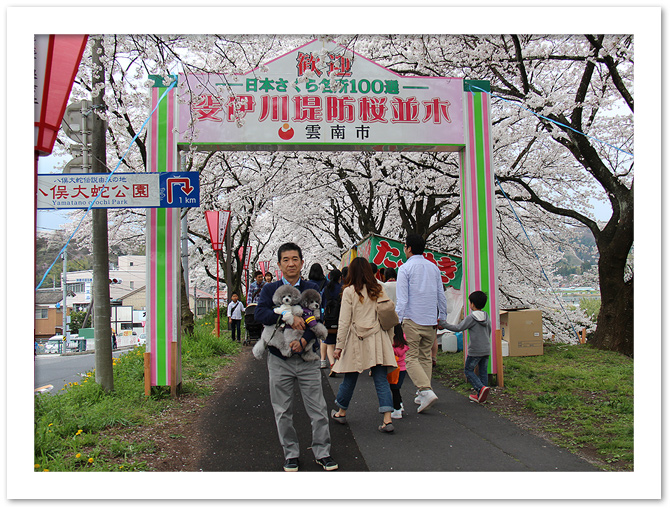 「斐伊川堤防桜並木」に到着〜♪