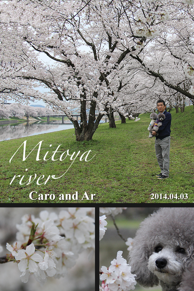 圧巻！！ 三刀屋川の桜並木♪