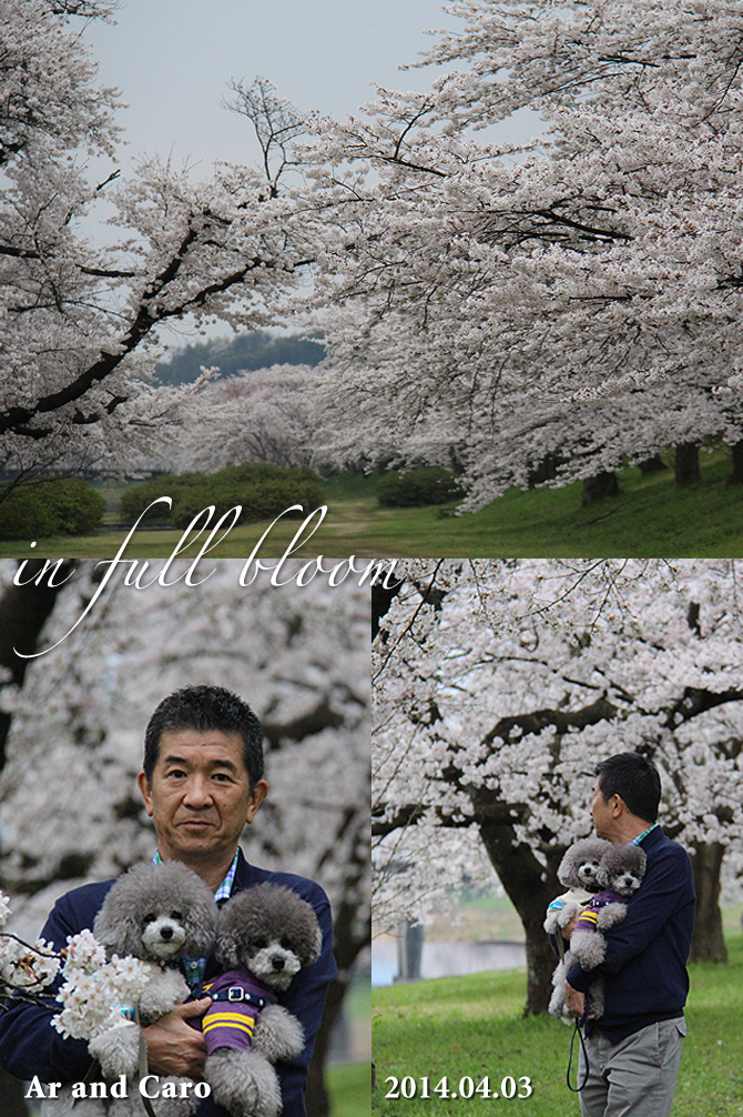 三刀屋川河川敷の桜並木・・・つづき♪
