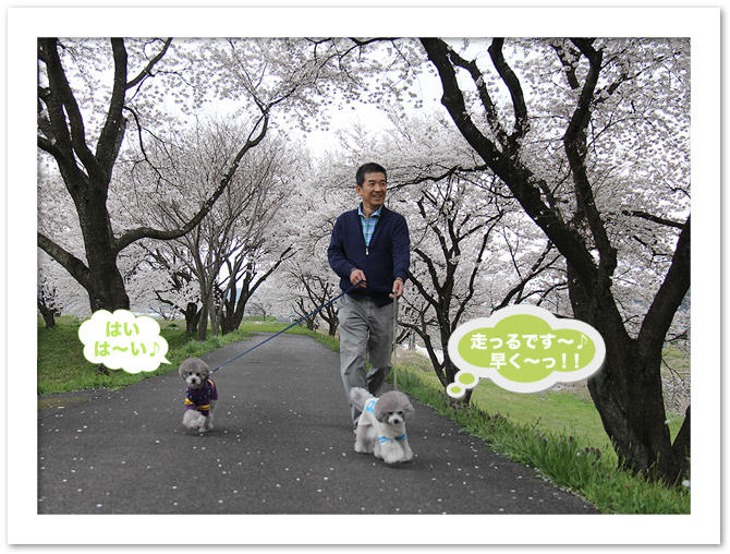 三刀屋川河川敷の桜並木・・最高♪