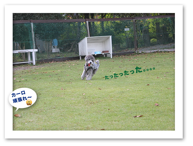 カーロ、飛びます！