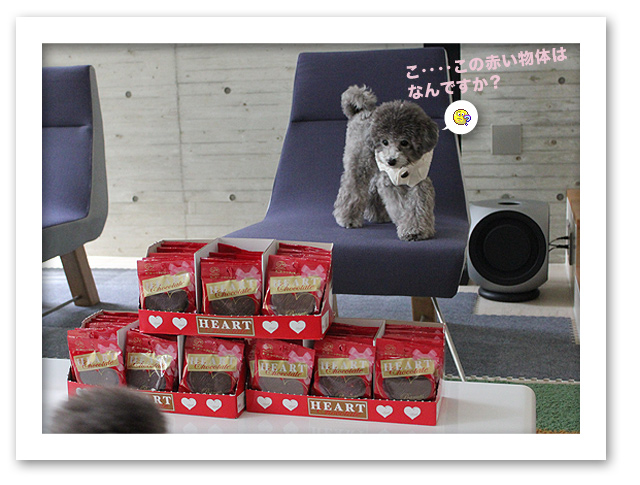 今日は Valentine's Day♪