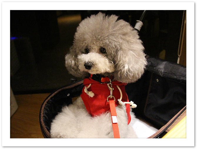 Biwa DOG ♪♪・・・②　