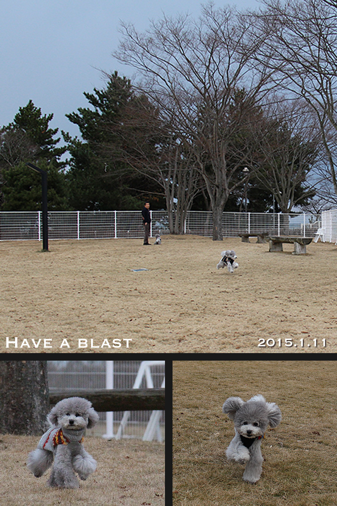 ビワドッグ ♪・・・Dog run編つづき