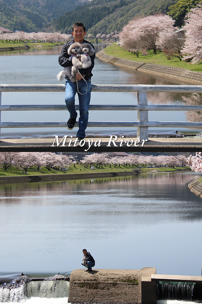 三刀屋川河川敷の桜並木