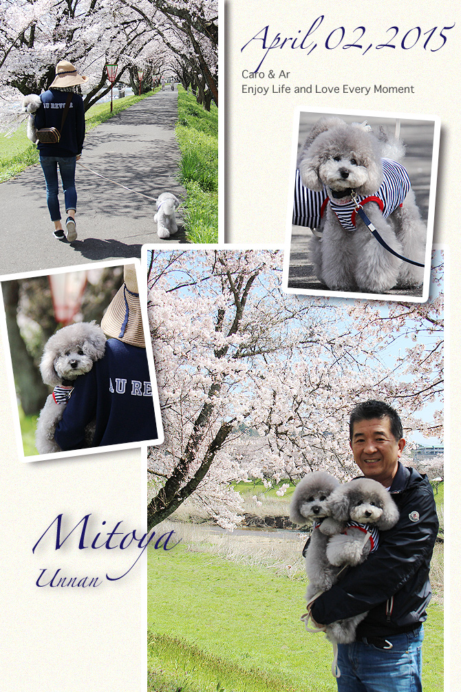 三刀屋川河川敷の桜並木・・・つづき♪