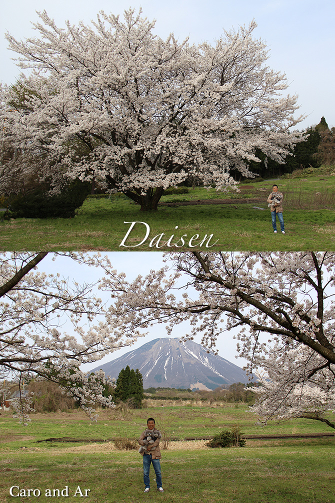 お花見・・・大山♪