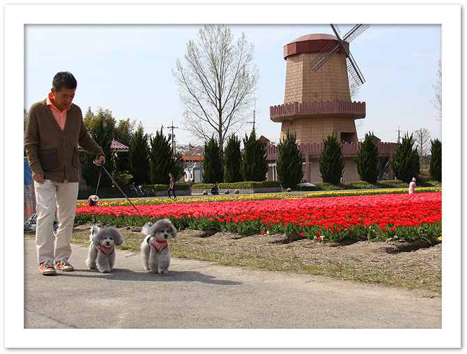 チューリップ畑♪