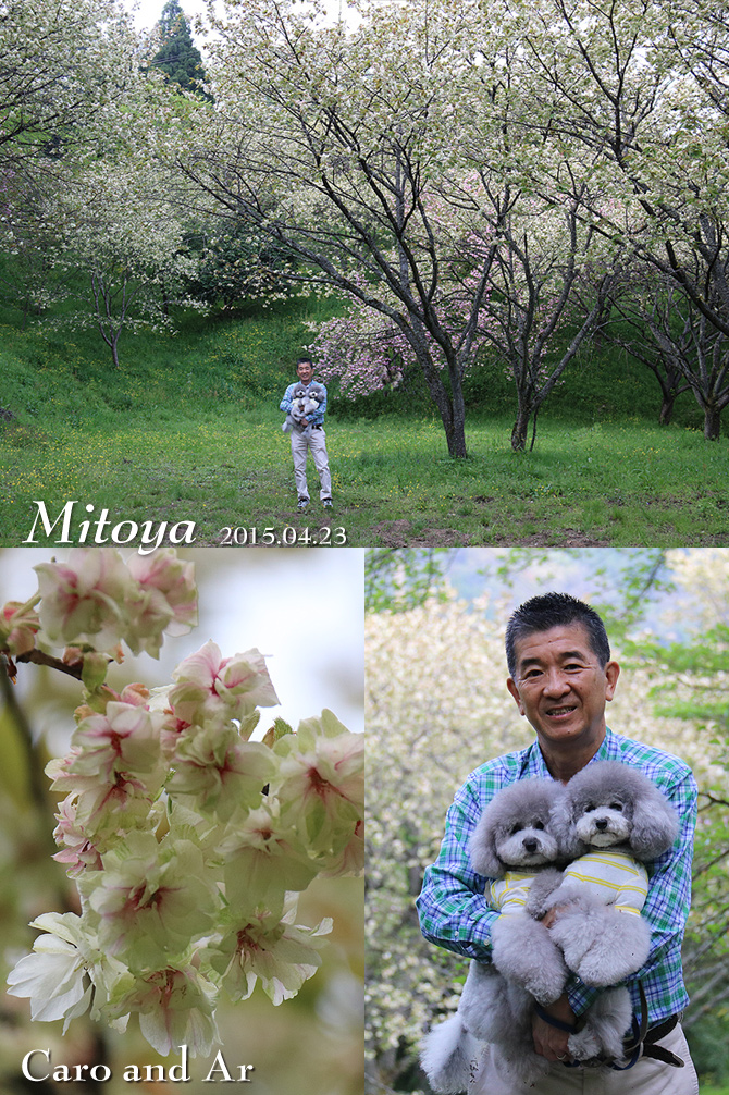 桜 ・・・おまけ♪