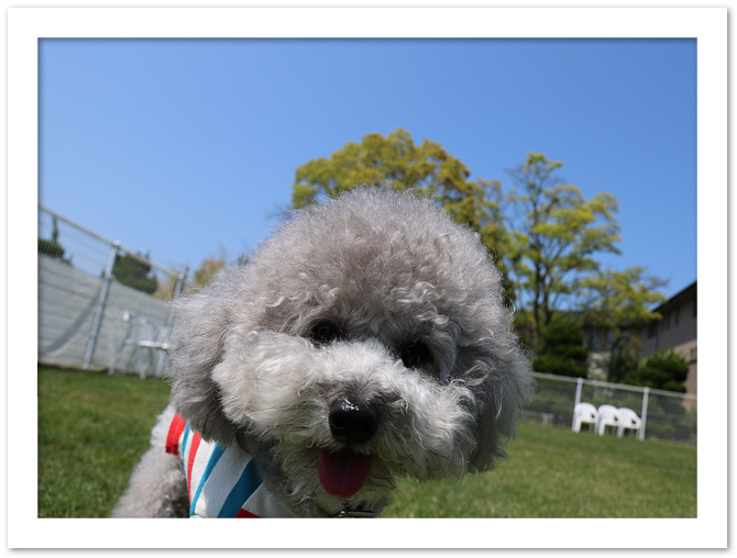 ビワドッグ ♪・・・二日目