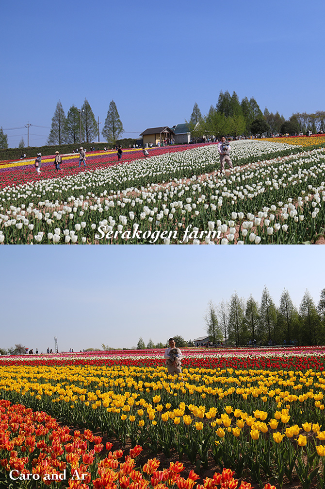 チューリップ♪