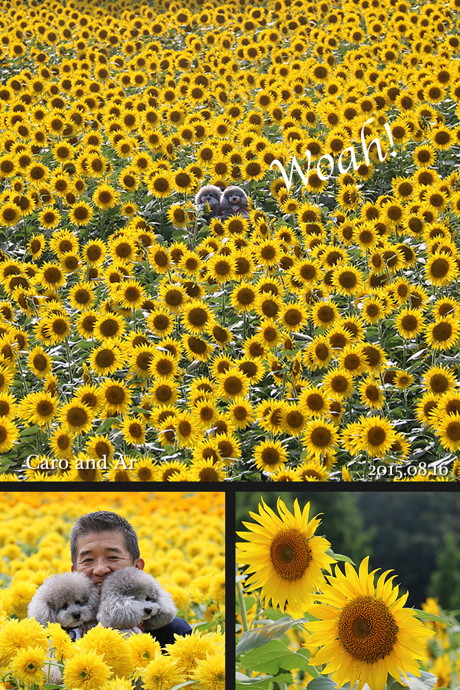 ひまわり畑に行って来たよ♪