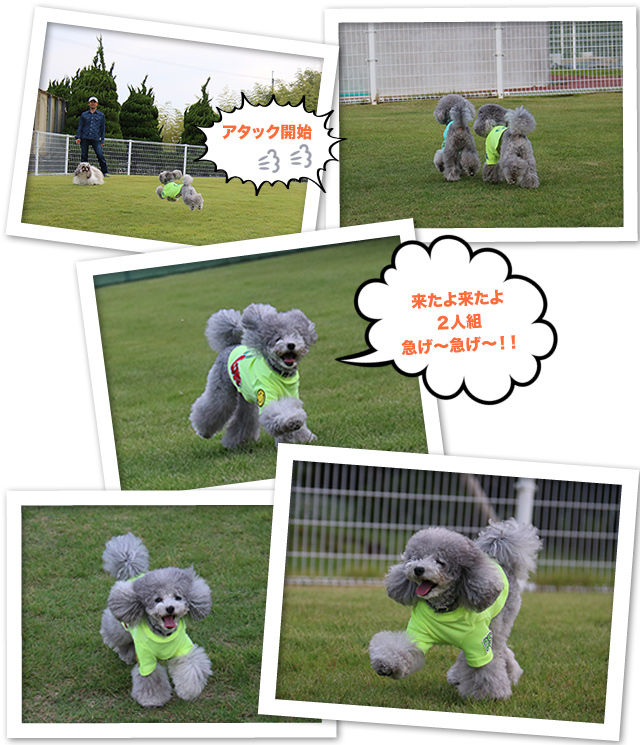 ビワドッグ ♪・・・Dog run編