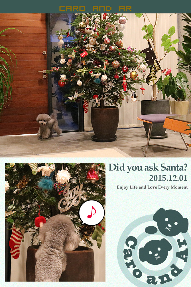 もうすぐクリスマス♫