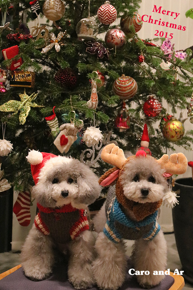 jingle bells,jingle bells ♪♪