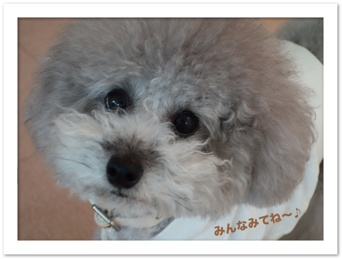 BSSテレビ「テレポート山陰」♪