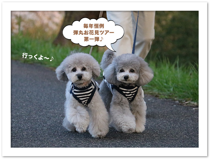 法勝寺川土手の桜並木♪