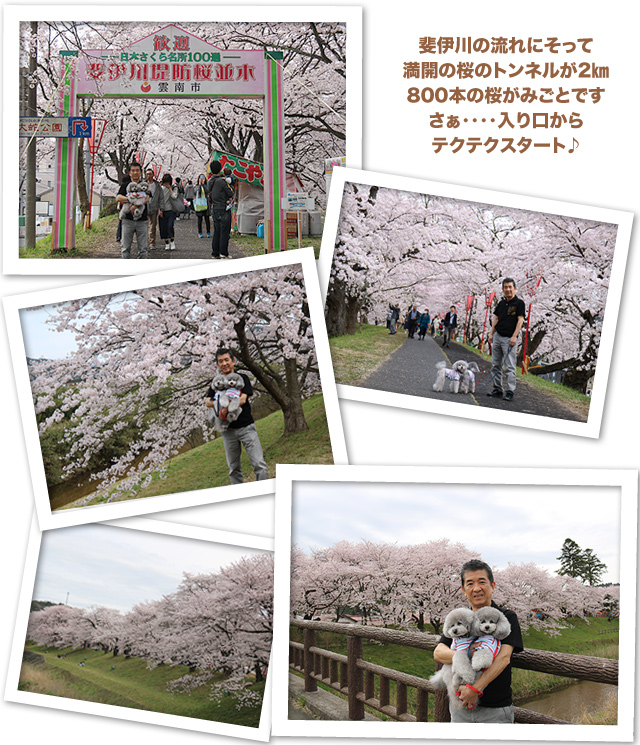 斐伊川堤防の桜並木・・・満喫♪