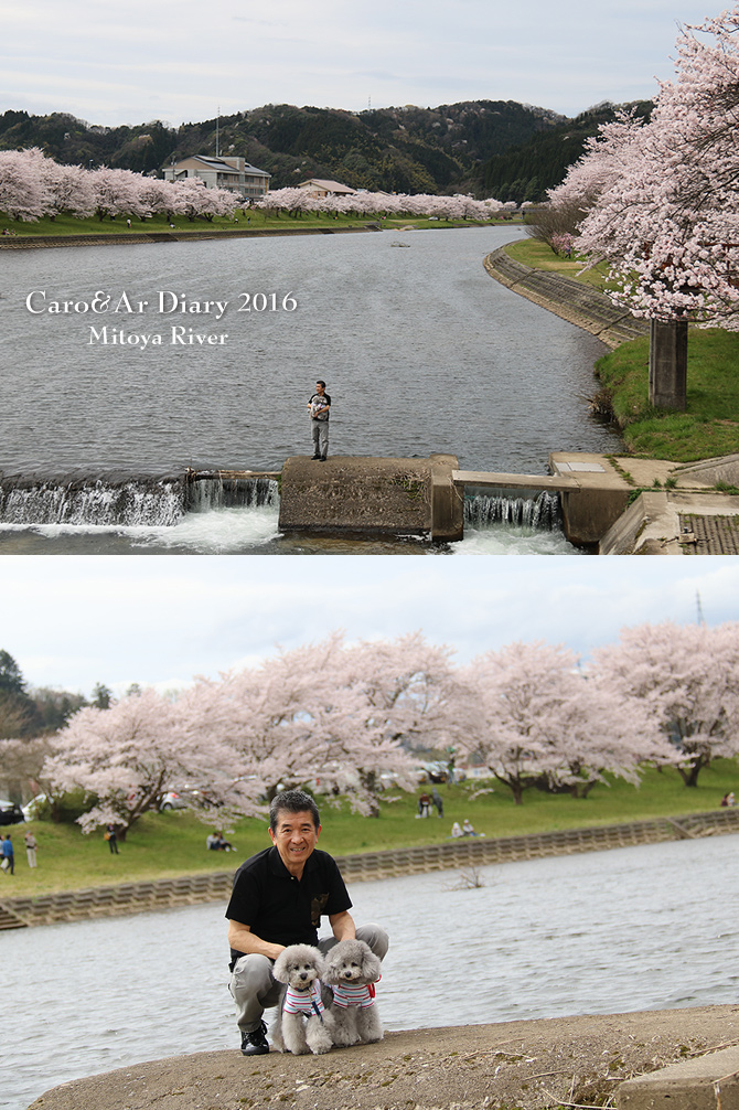三刀屋川河川敷の桜並木