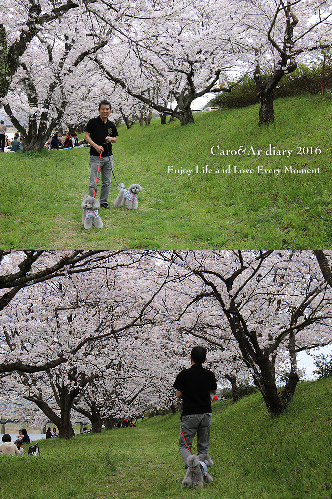 三刀屋川河川敷の桜並木・・・つづき♪