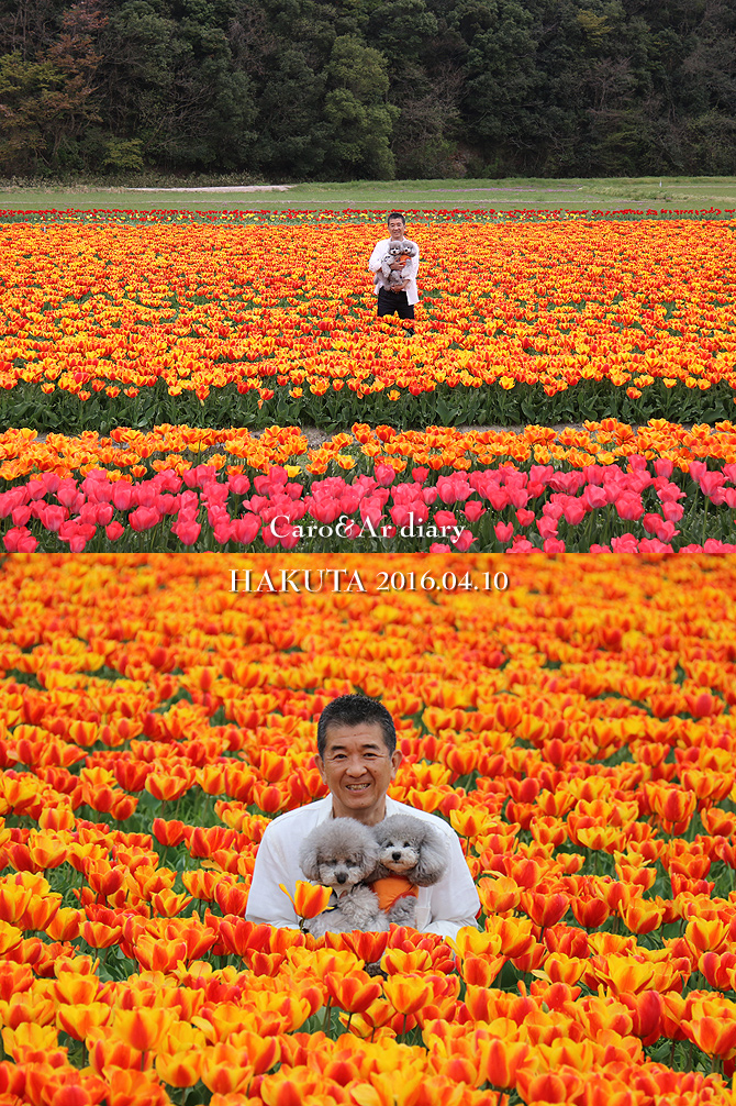 チューリップ畑探検隊♪